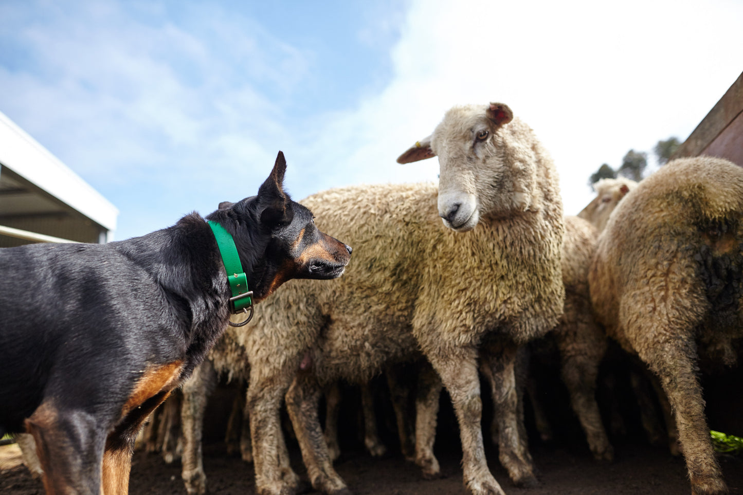 Episode 1 FREE - Basic Instinct